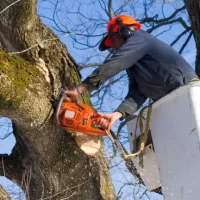 Robinia Magdalena Szajerska
