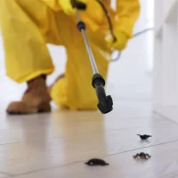 Rodent Pest