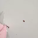 Zwalczanie Pluskiew